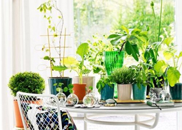 植物吸附甲醛真的靠譜嗎?